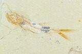Cretaceous Fossil Fish (Davichthys) And Shrimp - Lebanon #124006-1